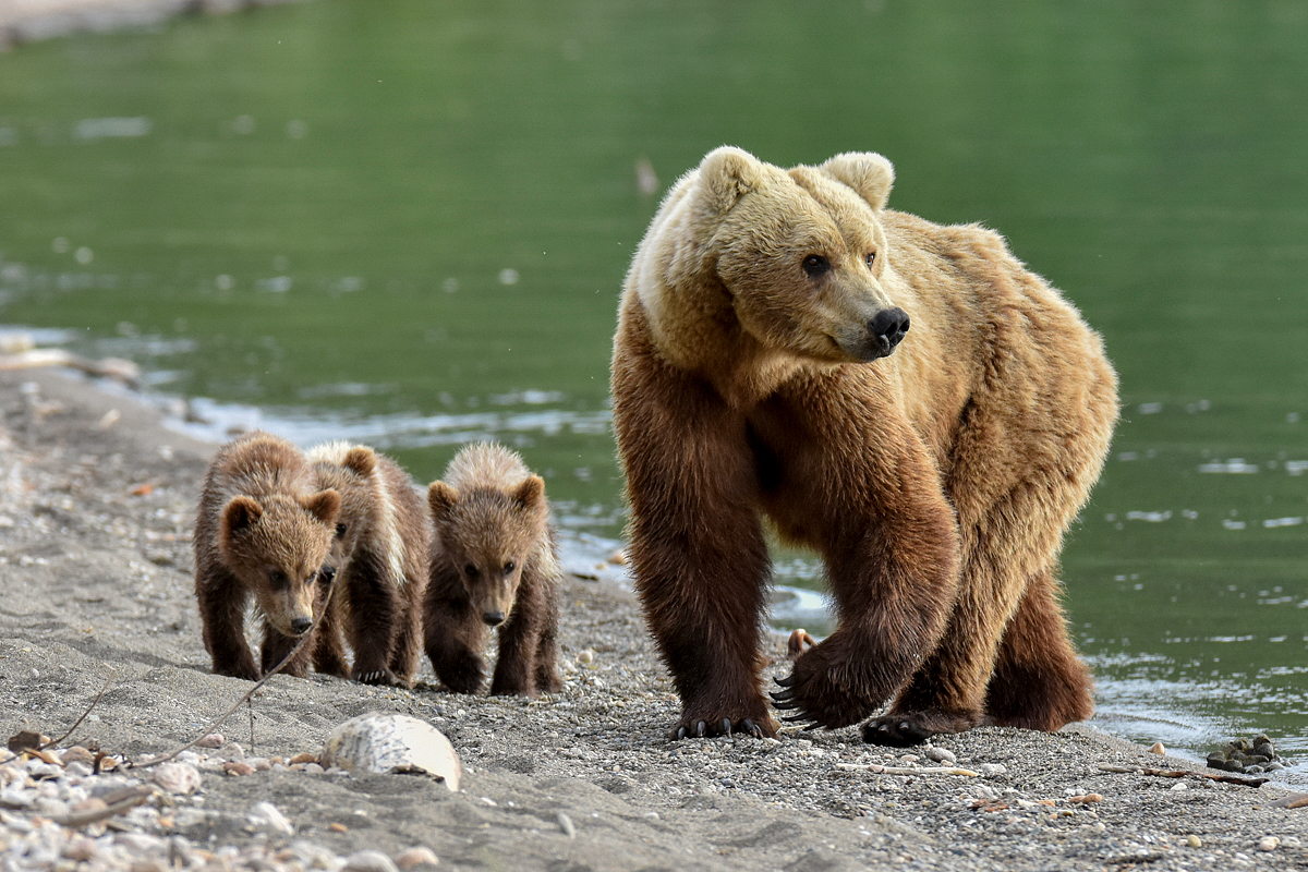 Unkwown Bear & 3 Spring Cubs