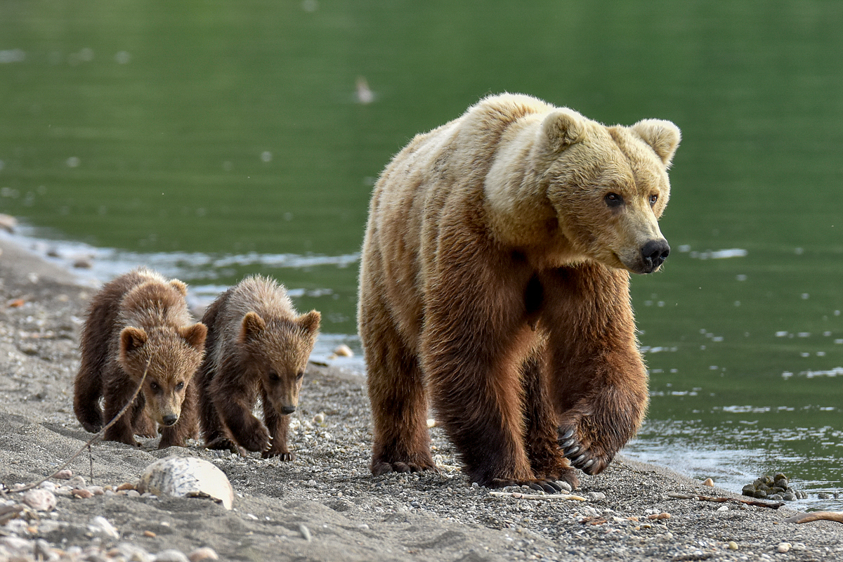 Unkwown Bear & 3 Spring Cubs