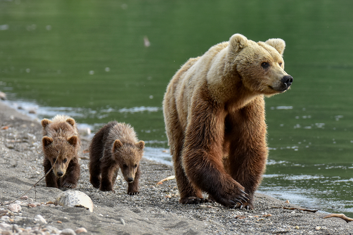 Unkwown Bear & 3 Spring Cubs