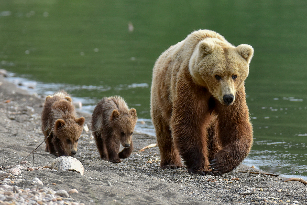 Unkwown Bear & 3 Spring Cubs