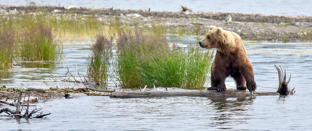 Looking back toward her cubs