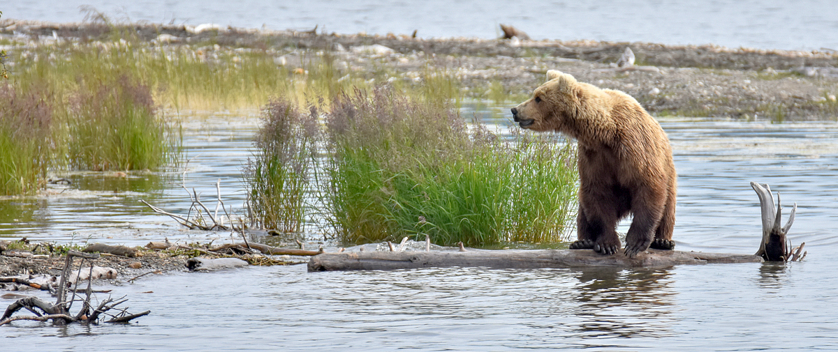 Looking back toward her cubs