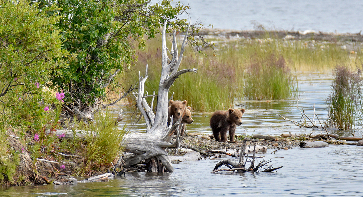 Cubs waiting for mom to get back from fishing