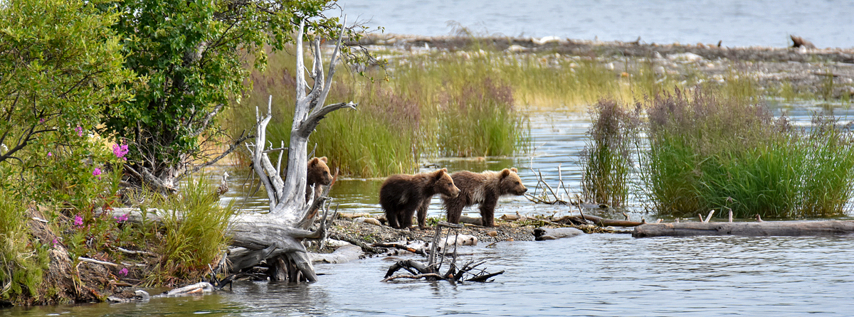 Cubs waiting for mom to get back from fishing