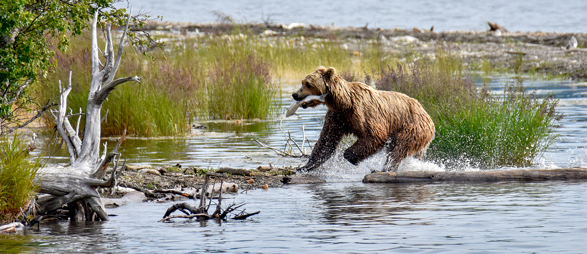 Mom returning with a salmon for a dinner