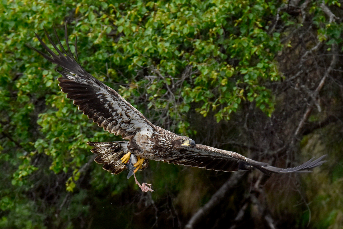 Immature Bald Eagle