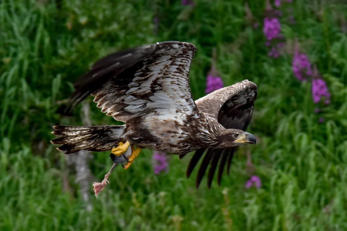 Immature Bald Eagle