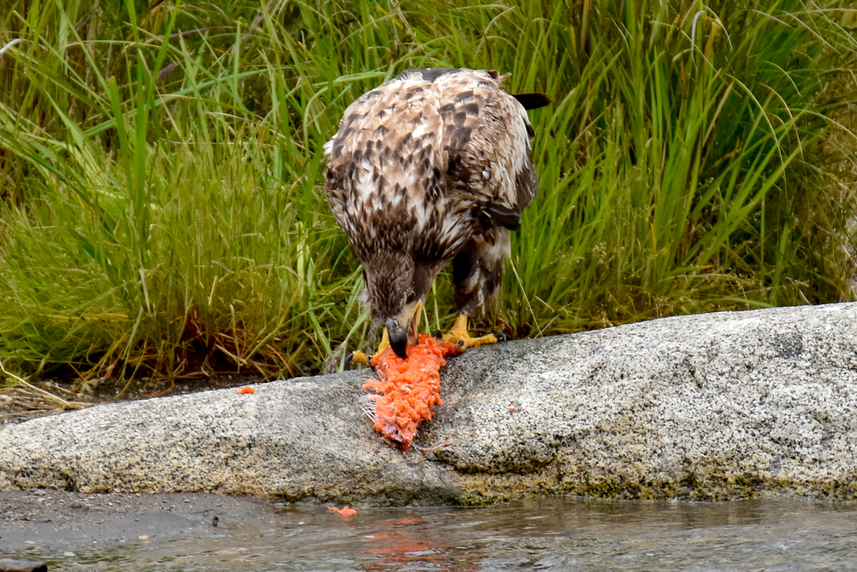 Immature Bald Eagle enjoying salmon remains