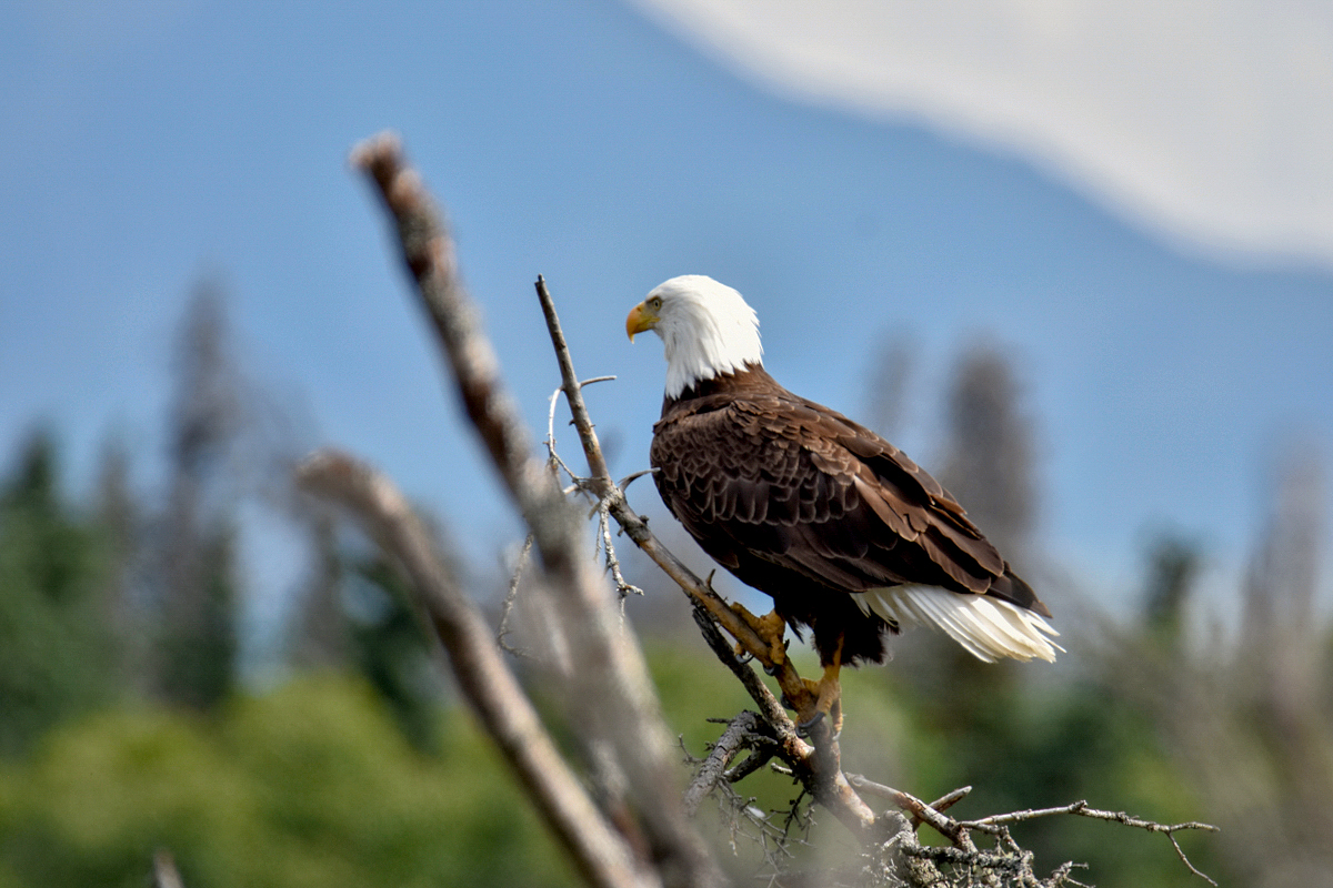 Bald Eagle