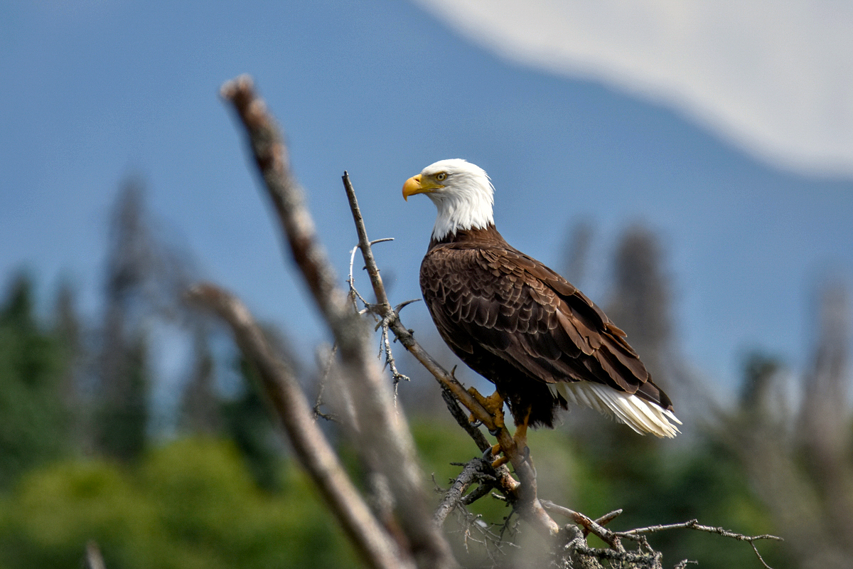 Bald Eagle