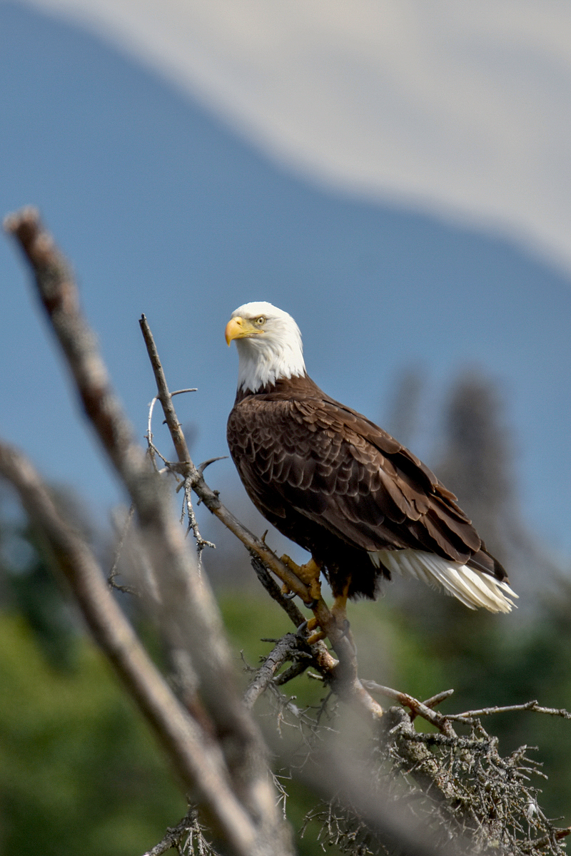 Bald Eagle