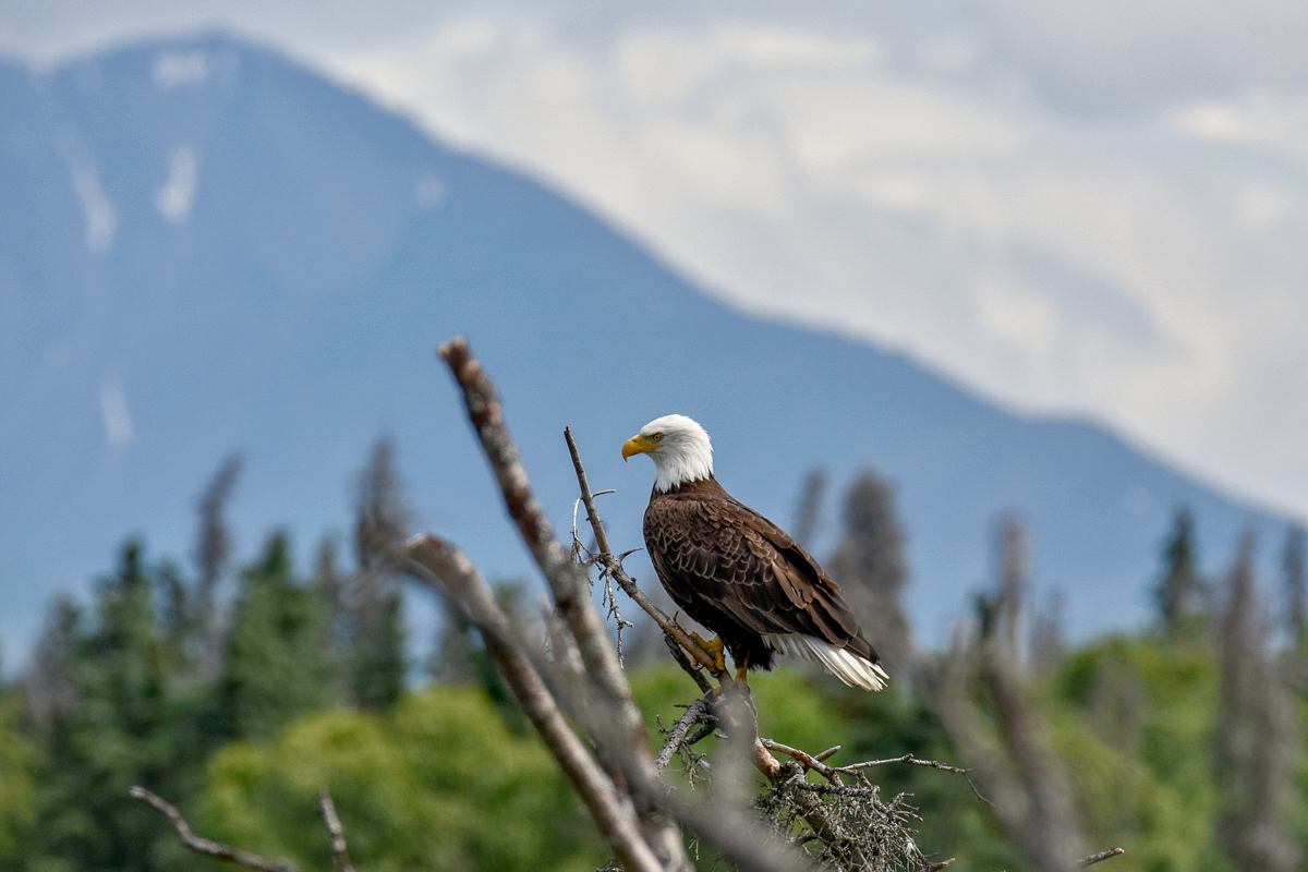 Bald Eagle