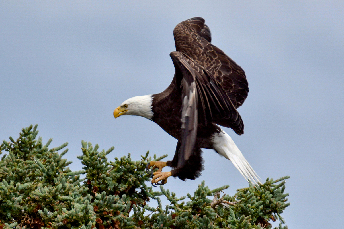 Bald Eagle