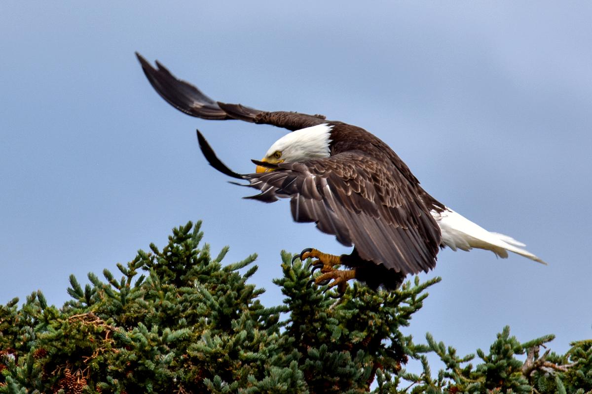 Bald Eagle