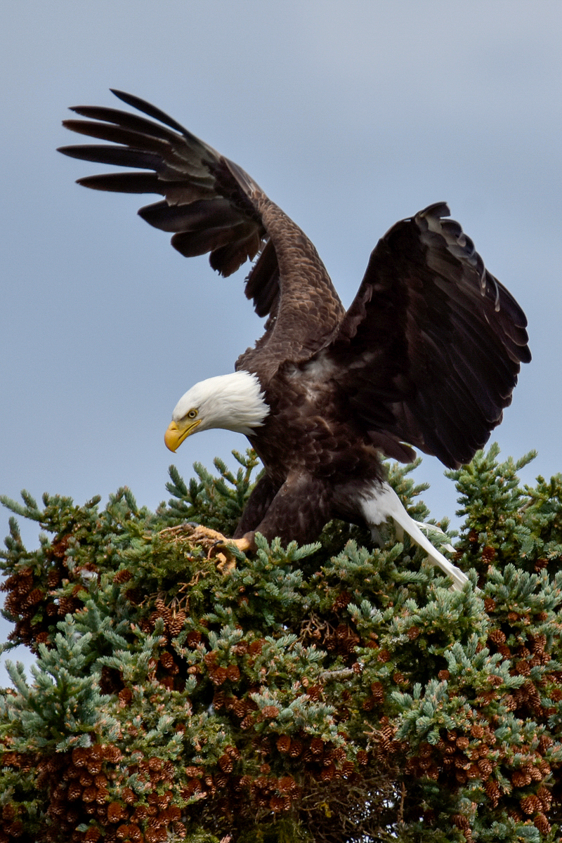 Bald Eagle