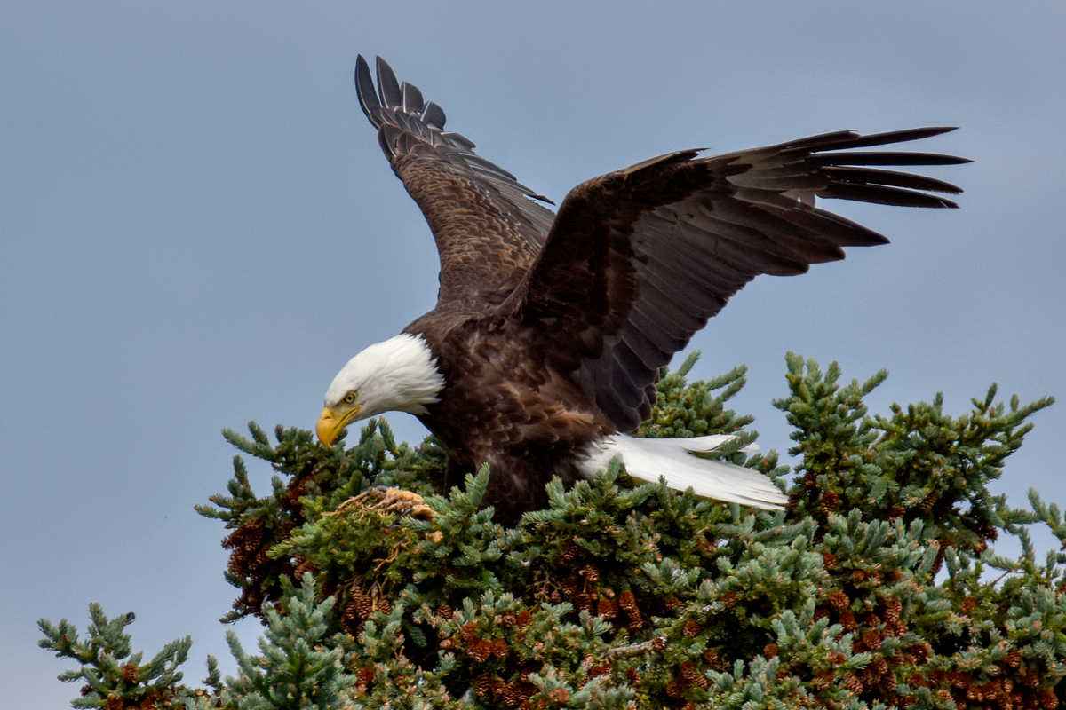 Bald Eagle