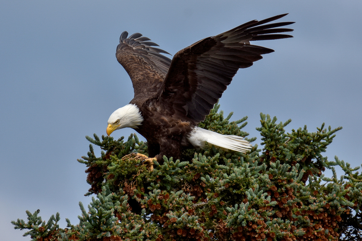 Bald Eagle