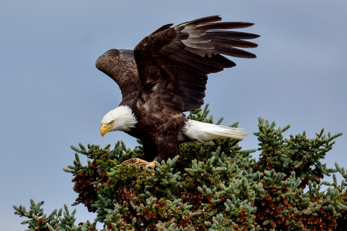 Bald Eagle