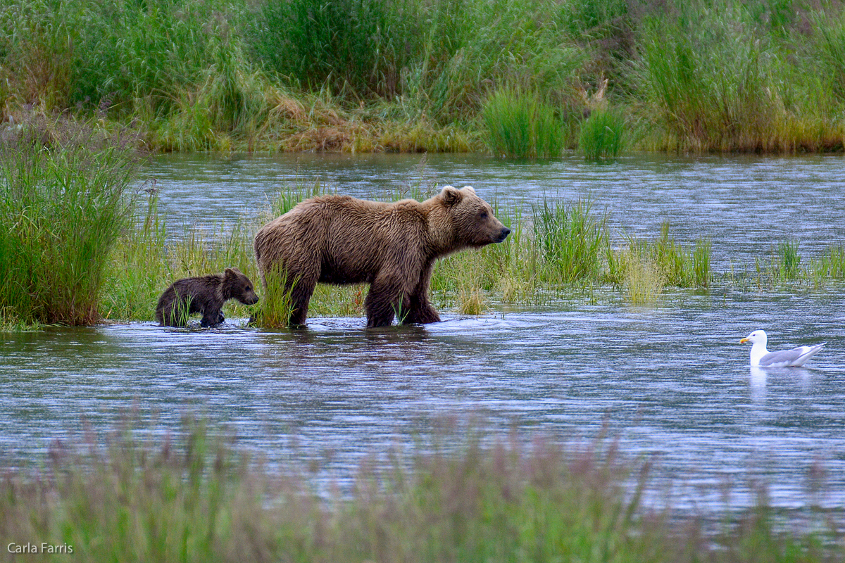 39 and cub 