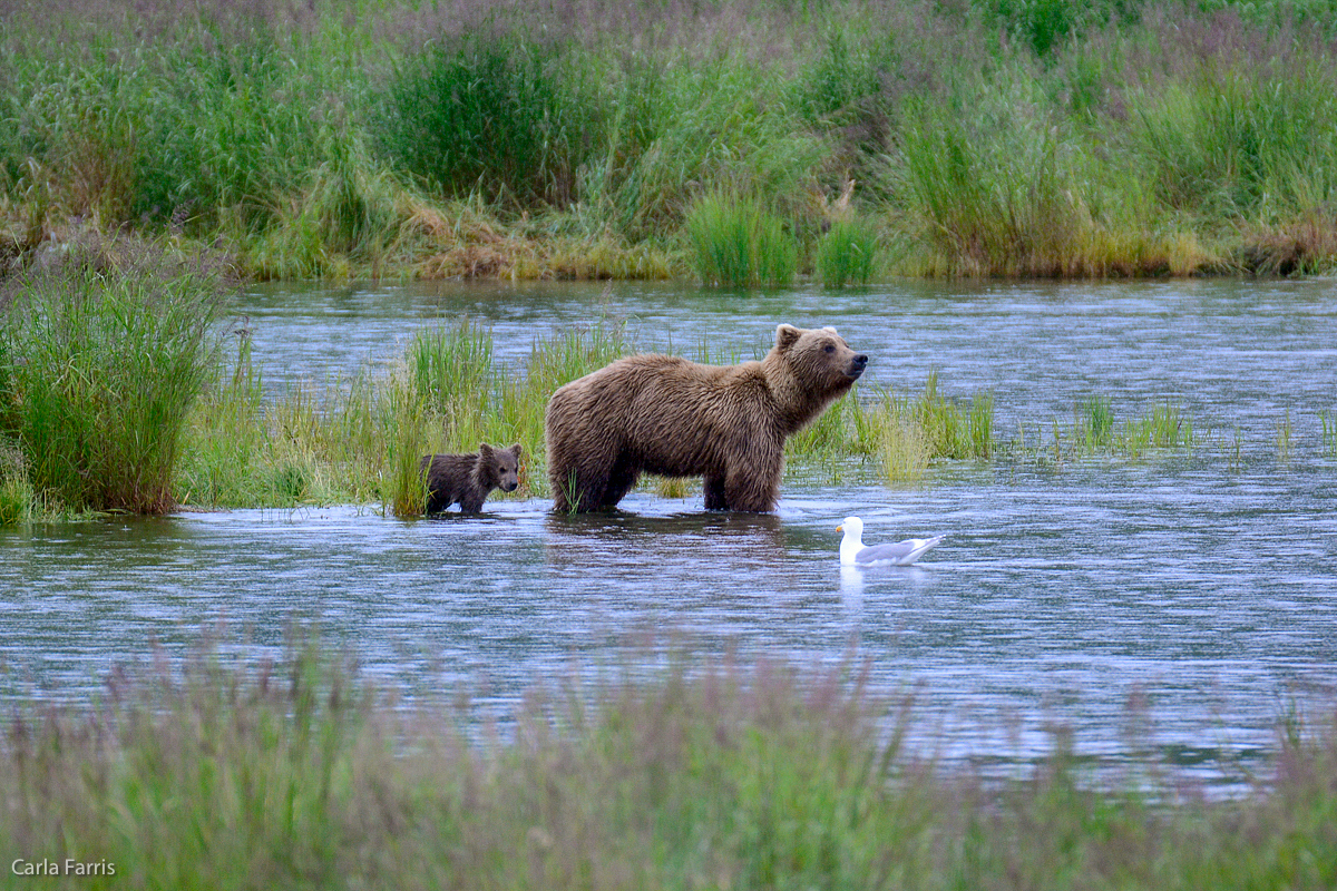 39 and cub 