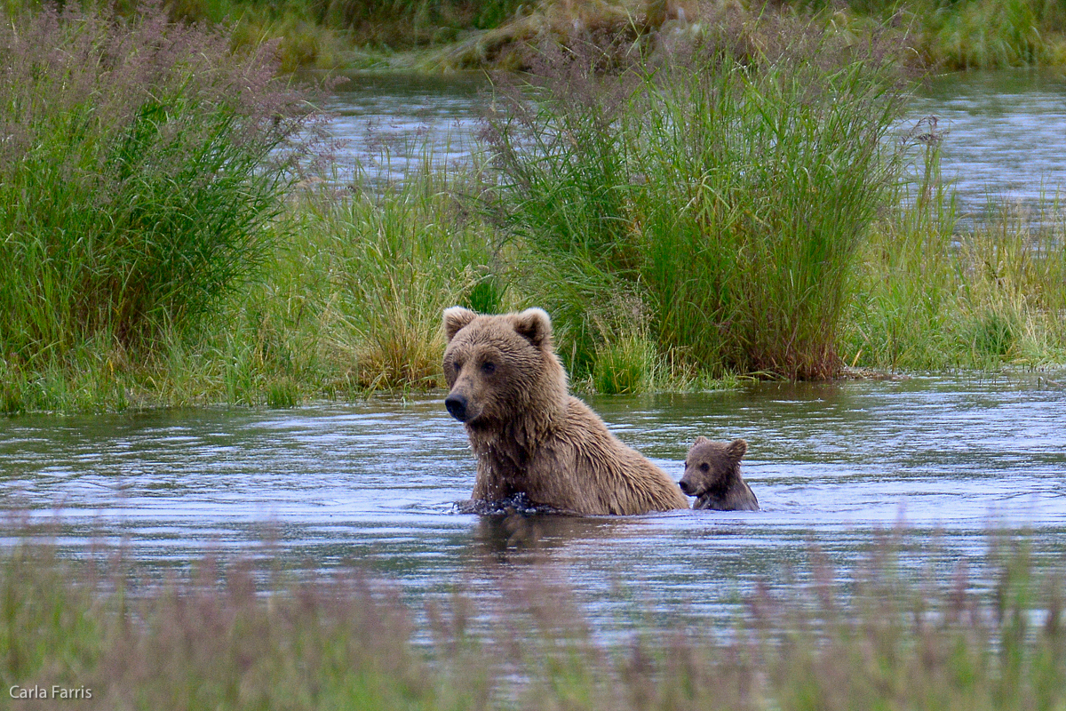 39 and cub 