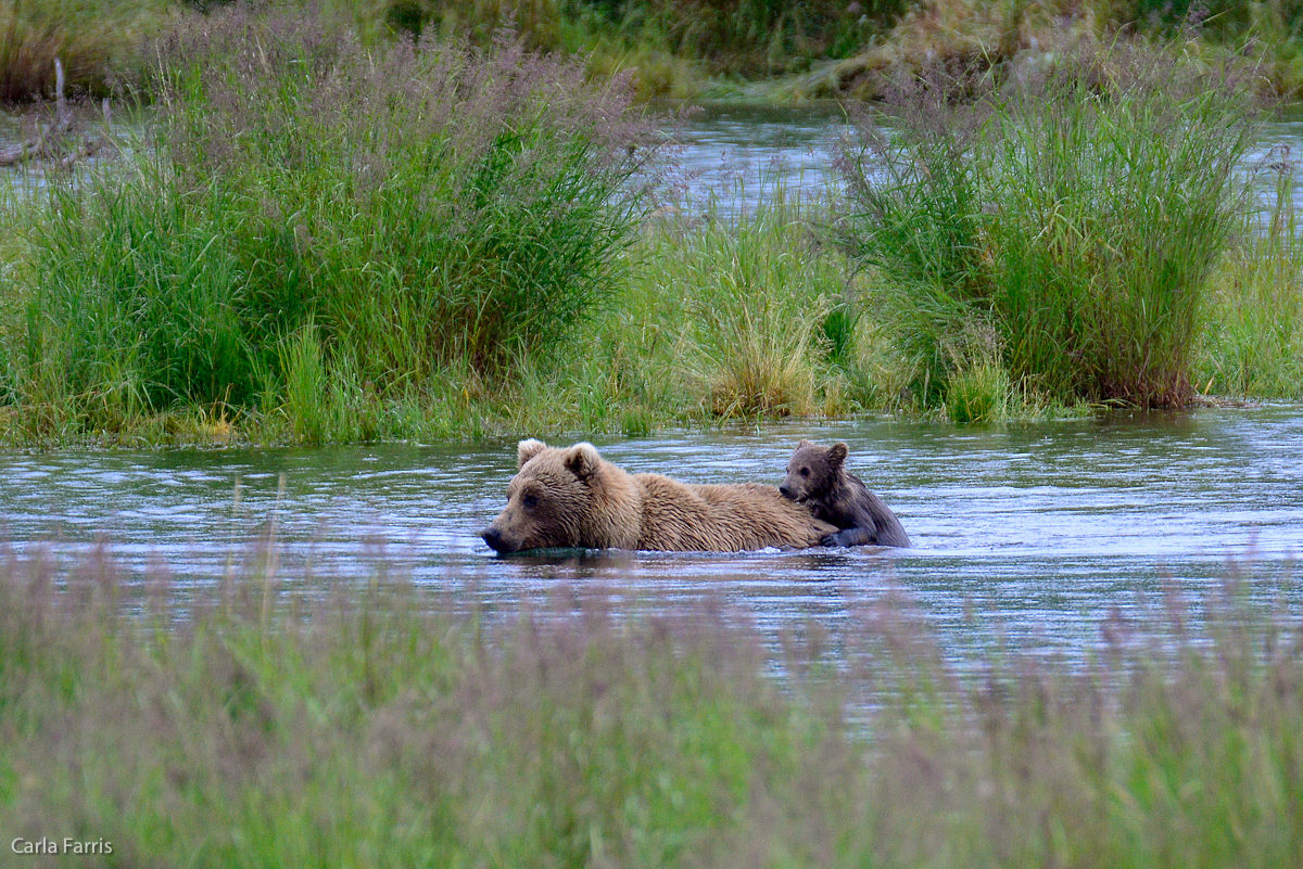 Unidentified Bear with 1 spring cub