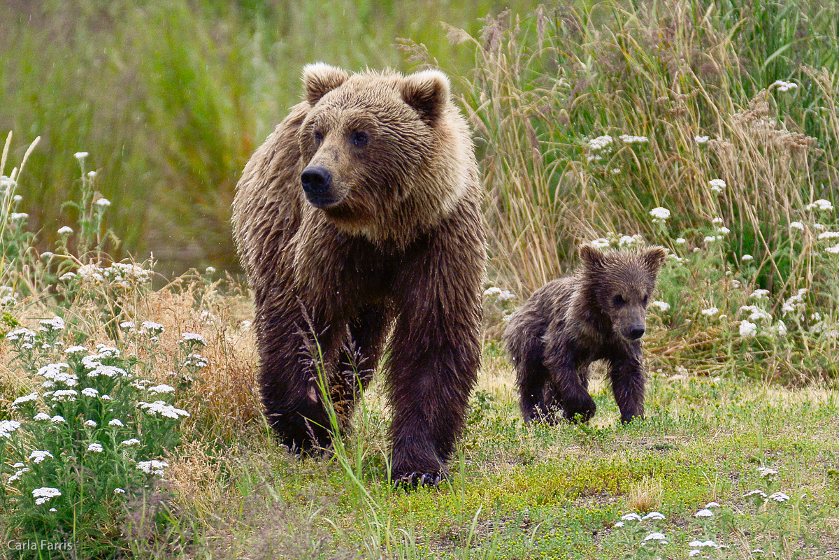 Unidentified Bear with 1 spring cub