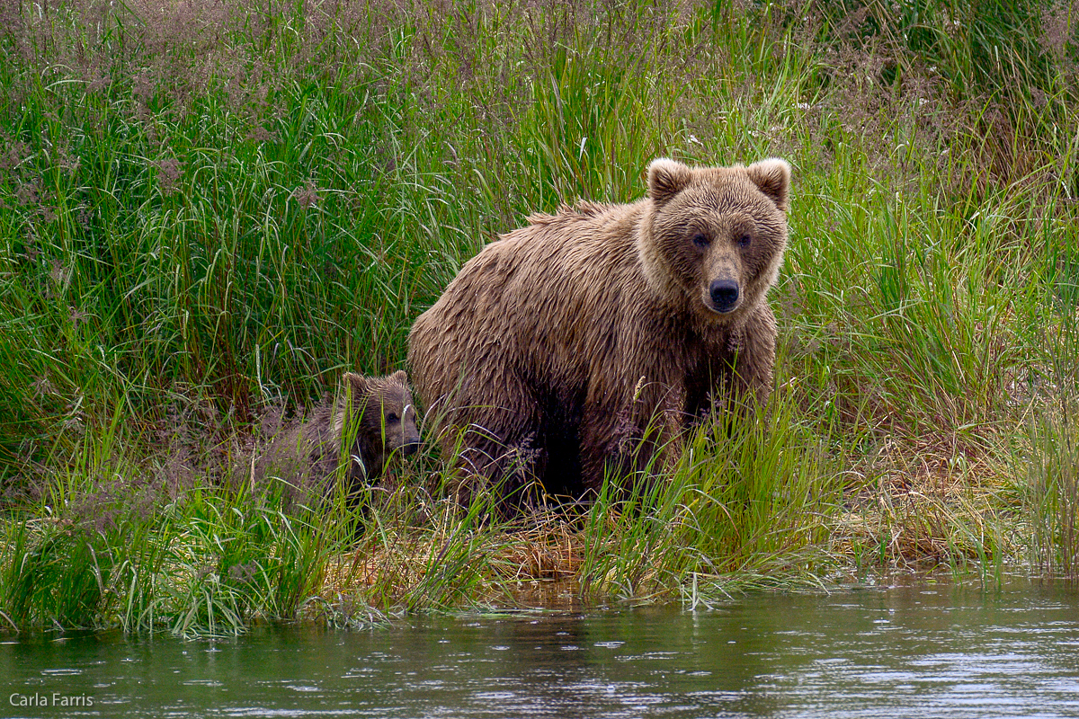 39 and cub 