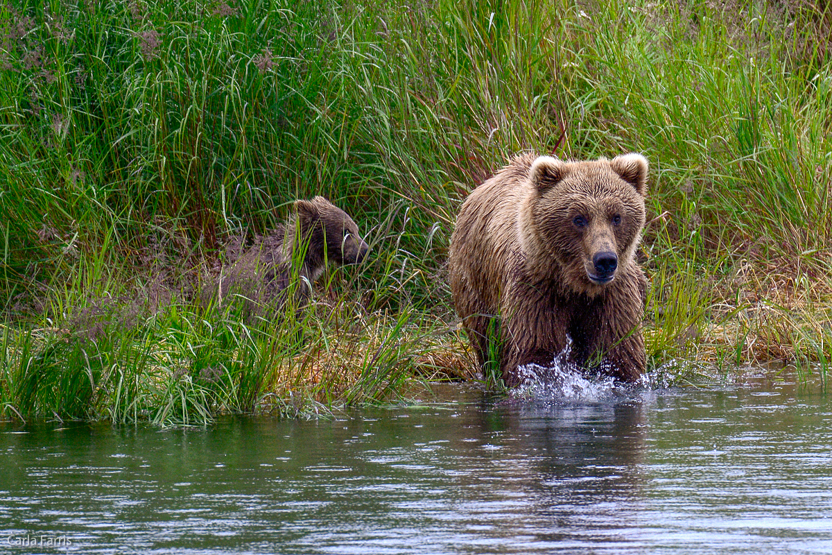 39 and cub 