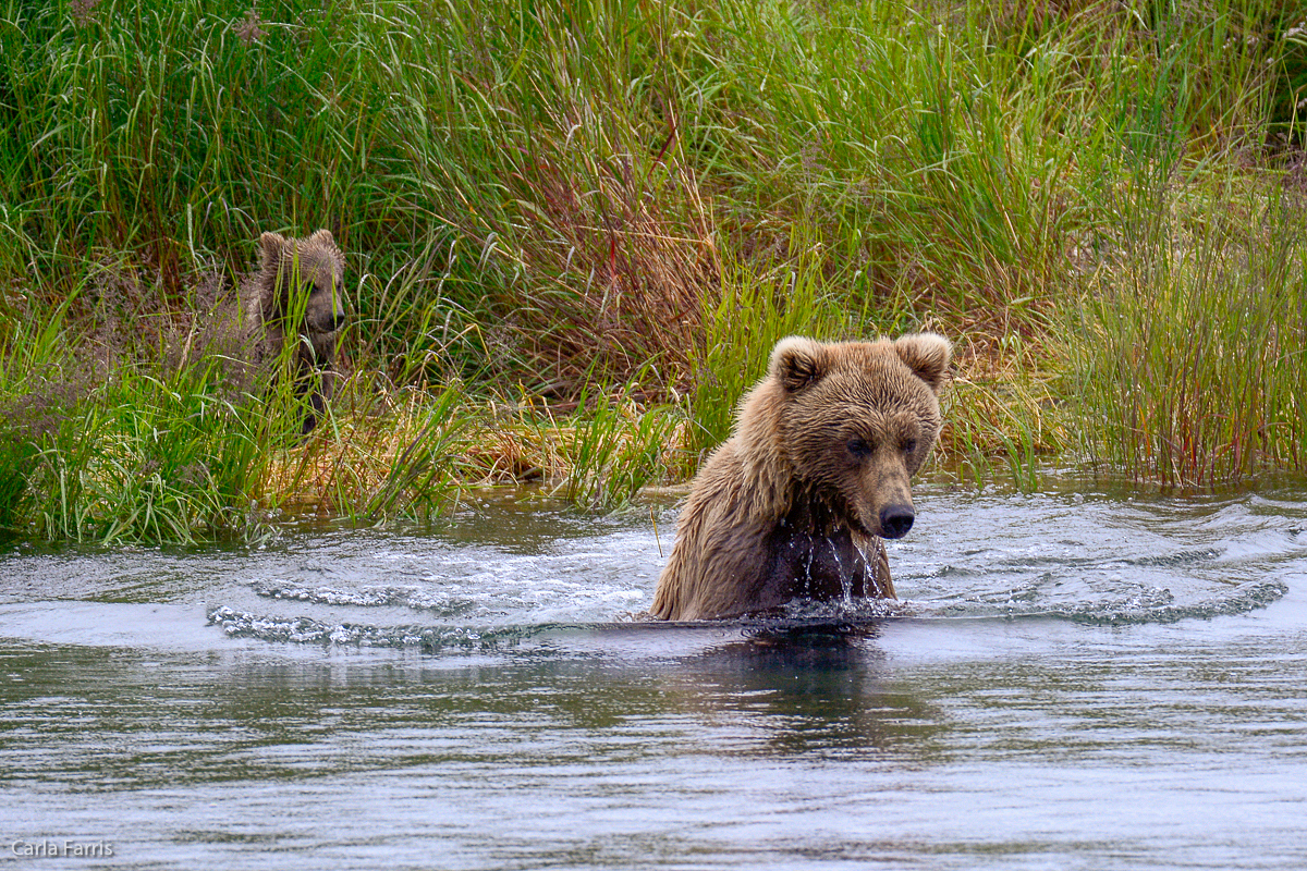 39 and cub 