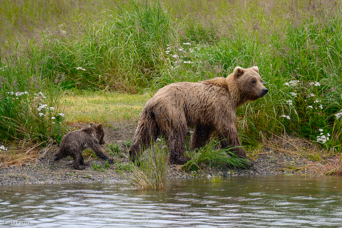 Unidentified Bear with 1 spring cub