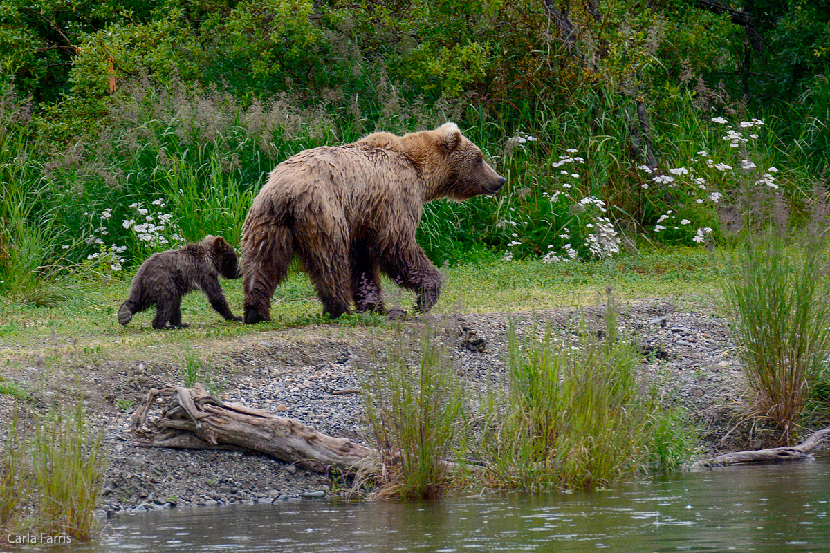 Unidentified Bear with 1 spring cub