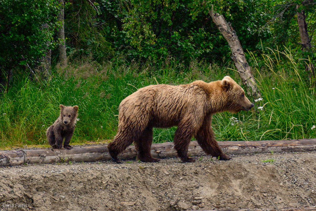 Unidentified Bear with 1 spring cub