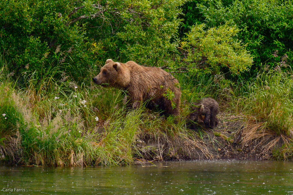 Unidentified Bear with 1 spring cub