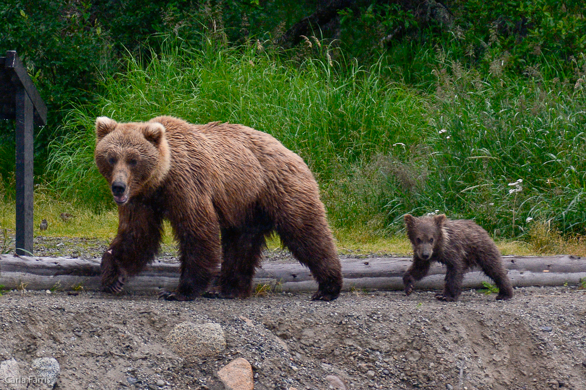 Unidentified Bear with 1 spring cub