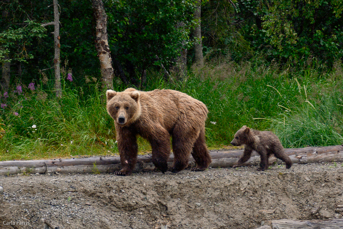 Unidentified Bear with 1 spring cub