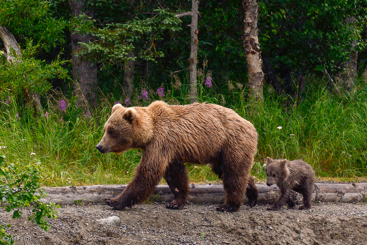 Unidentified Bear with 1 spring cub