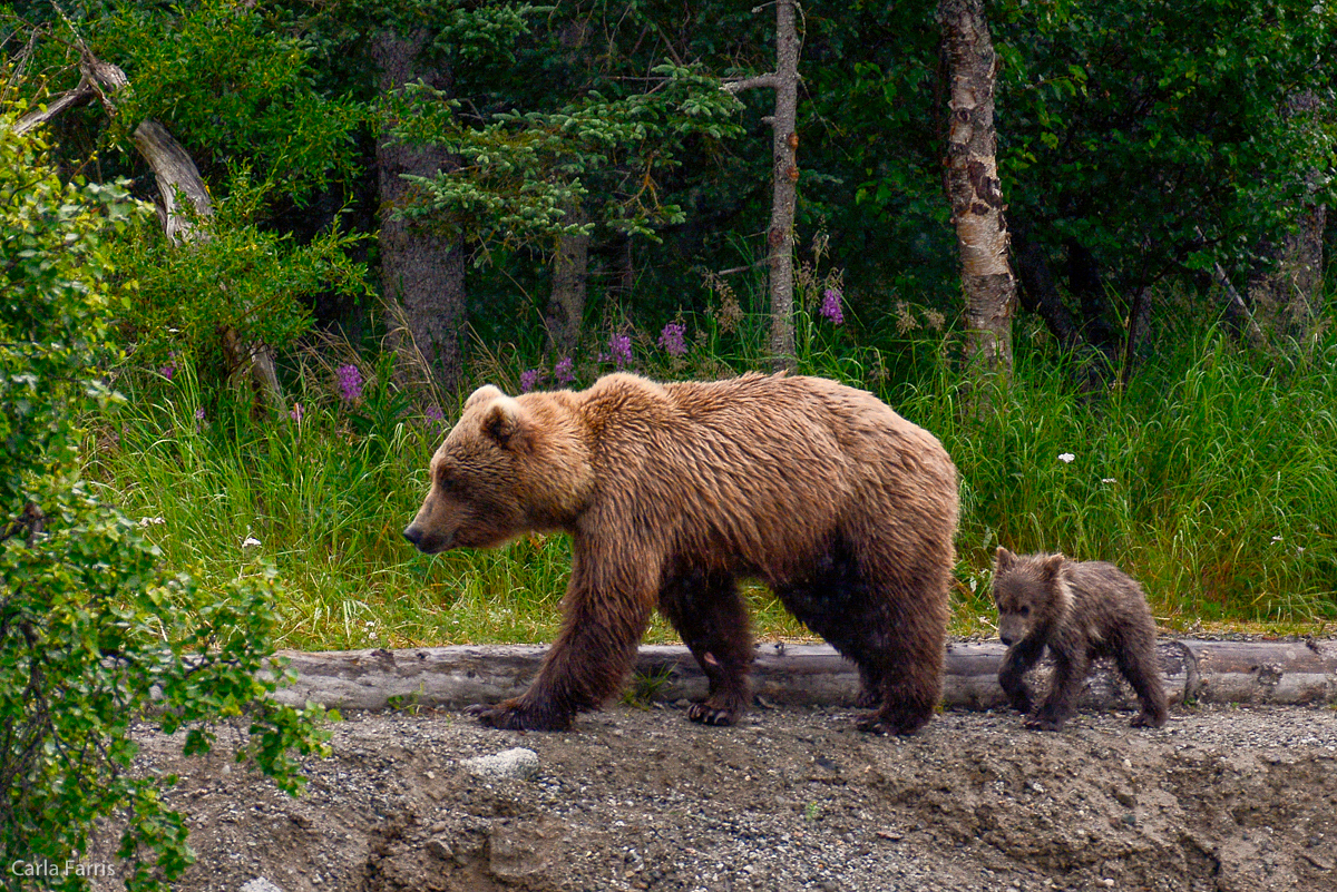 Unidentified Bear with 1 spring cub