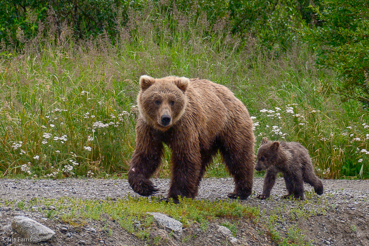 Unidentified Bear with 1 spring cub