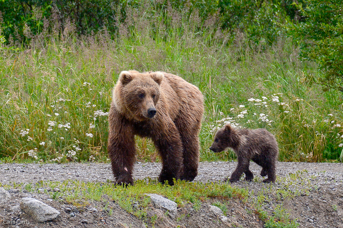 Unidentified Bear with 1 spring cub