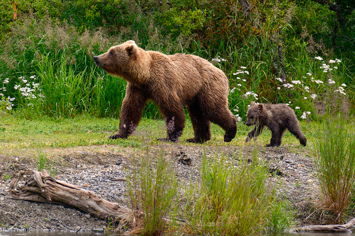 Unidentified Bear with 1 spring cub