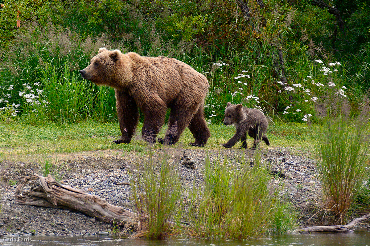 Unidentified Bear with 1 spring cub