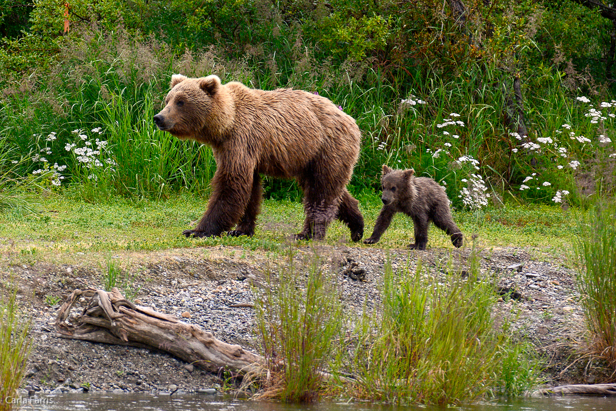 Unidentified Bear with 1 spring cub