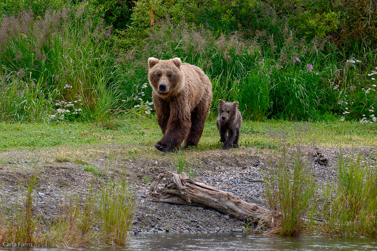 Unidentified Bear with 1 spring cub