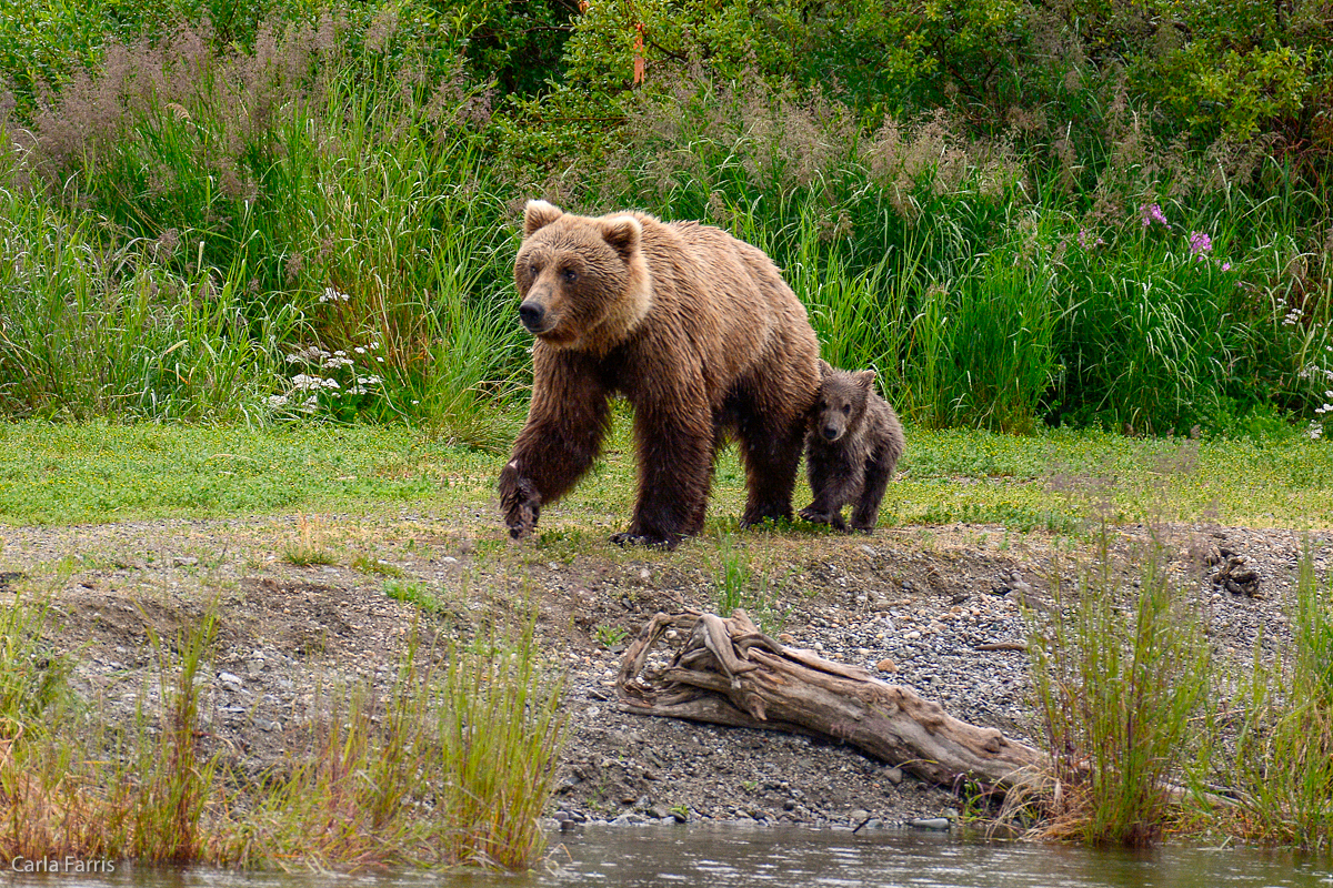 Unidentified Bear with 1 spring cub