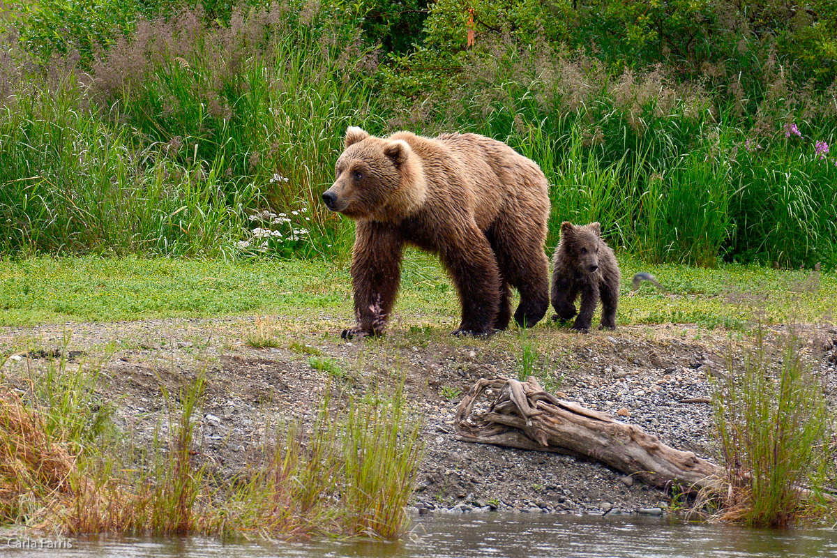 Unidentified Bear with 1 spring cub