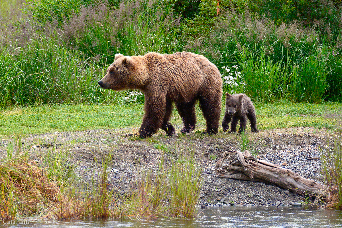 Unidentified Bear with 1 spring cub