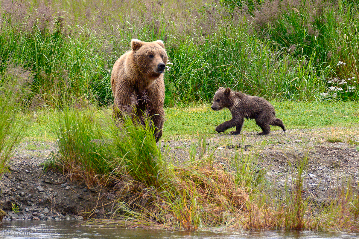 Unidentified Bear with 1 spring cub