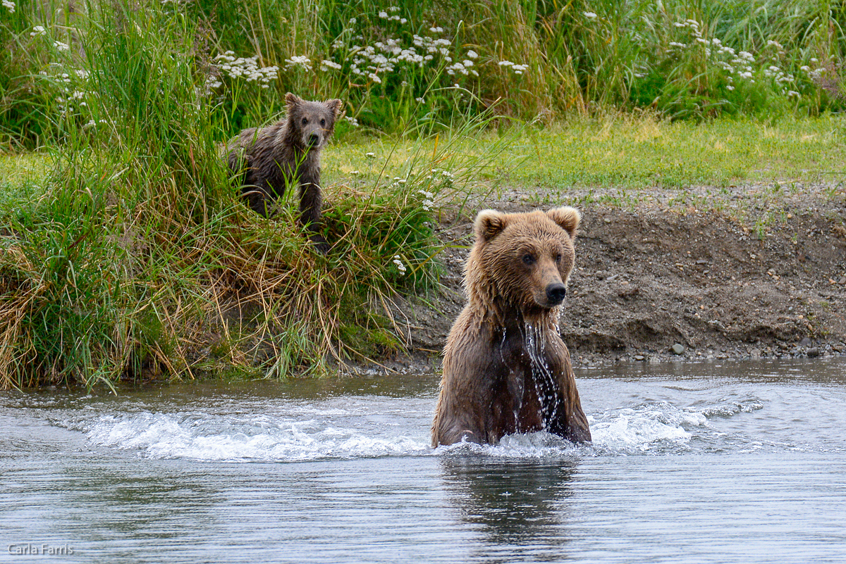 Unidentified Bear with 1 spring cub