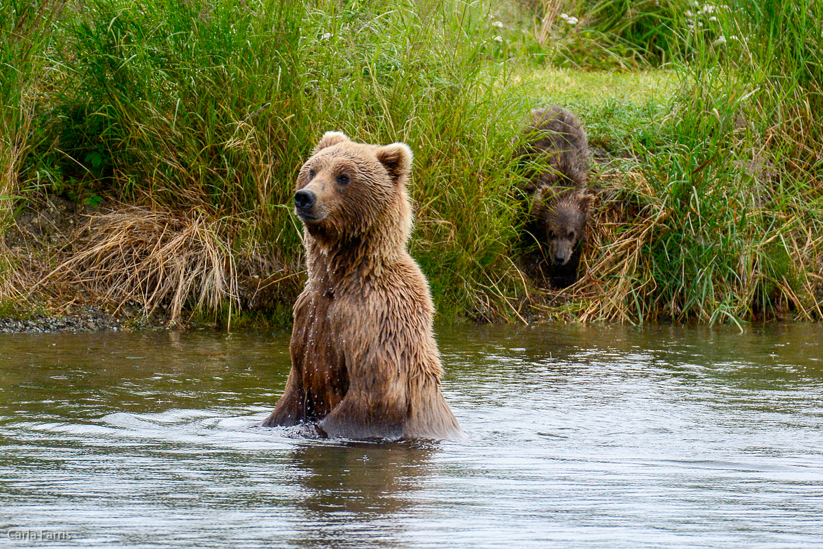 Unidentified Bear with 1 spring cub